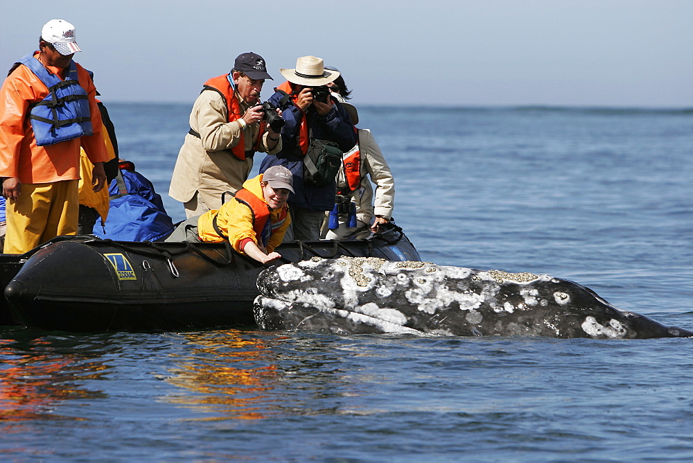 Adult California gray whale (Eschrichtius robustus) with excited whale watchers in the calm waters of San Ignacio Lagoon, Baja California Sur, Mexico.