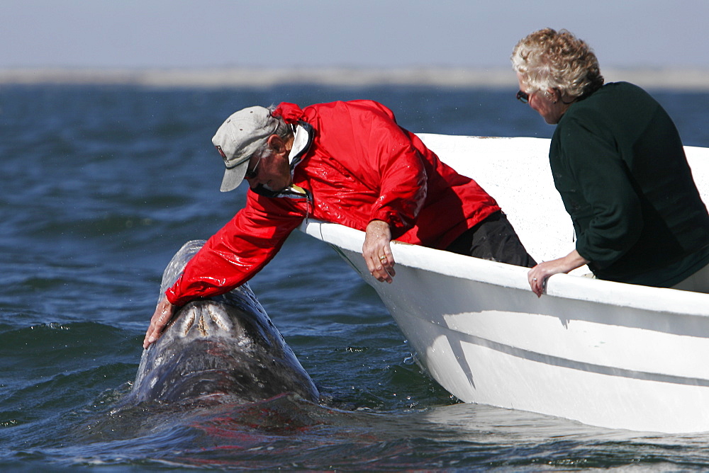 California gray whale (Eschrichtius robustus) calf being touched by excited whale watchers in the calm waters of San Ignacio Lagoon, Baja California Sur, Mexico.