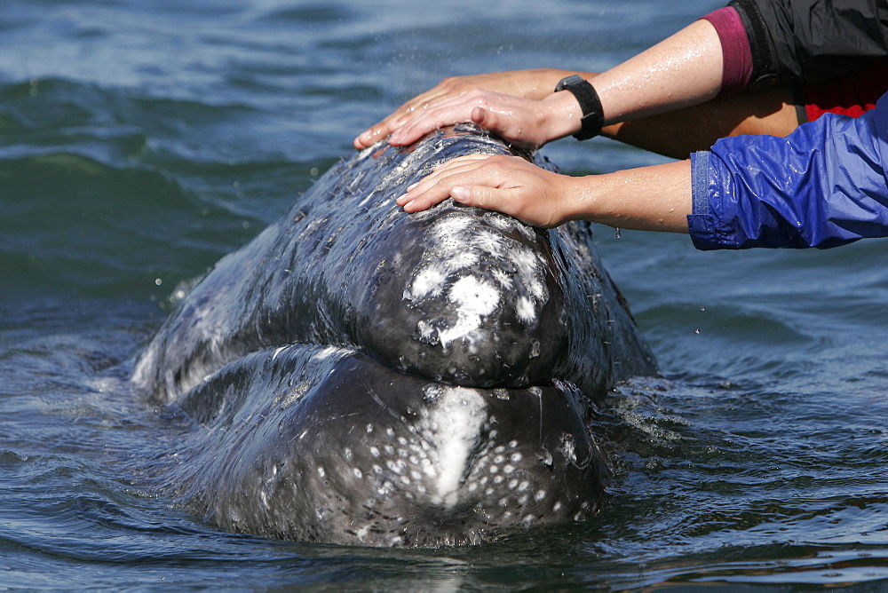 California gray whale (Eschrichtius robustus) calf being touched by excited whale watchers in the calm waters of San Ignacio Lagoon, Baja California Sur, Mexico.