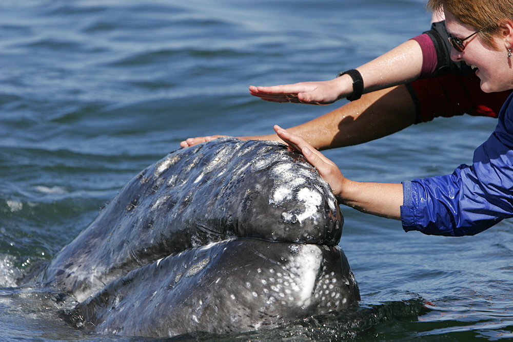 California gray whale (Eschrichtius robustus) calf being touched by excited whale watchers in the calm waters of San Ignacio Lagoon, Baja California Sur, Mexico.