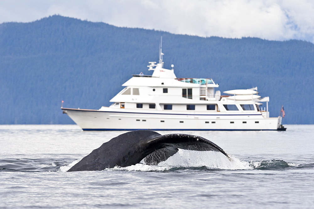 A group of adult humpback whales (Megaptera novaeangliae) co-operatively "bubble-net" feeding along the west side of Chatham Strait in Southeast Alaska, USA