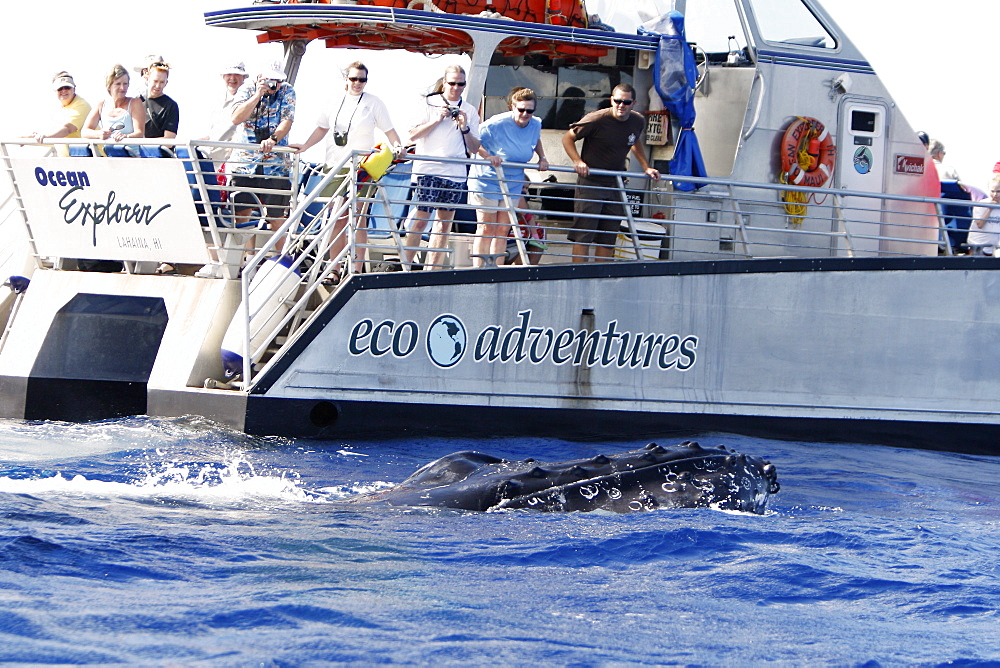 Humpback whale (Megaptera novaeangliae) approaching commercial whale watching boats in the AuAu Channel off Lahaina, Maui, HAwaii. Pacific Ocean. No model or property releases for this image.