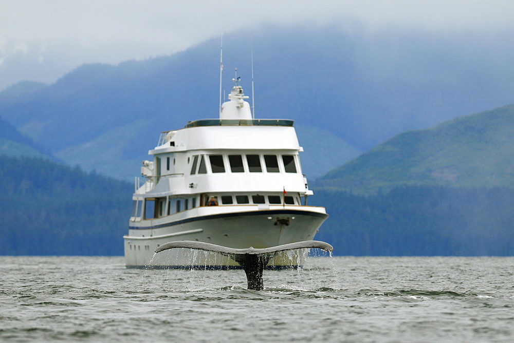 Adult humpback whales (Megaptera novaeangliae) fluke-up dive in front of the charter yacht Safari Spirit in Freshwater Bay on Chichagof Island in Southeast Alaska, USA