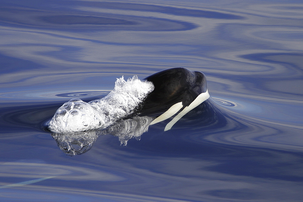 Young Orca (Orcinus orca) surfacing in Chatham Strait, southeast Alaska, USA.