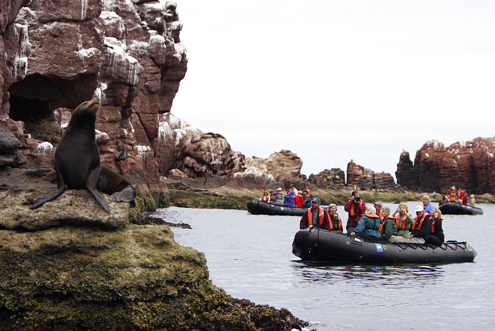 California Sea Lion (Zalophus californianus) with watchers at Los Islotes in the Gulf of California (Sea of Cortez), Mexico.