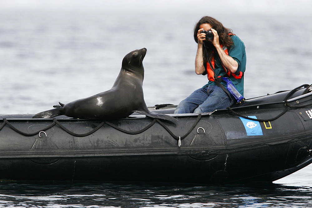 Young California Sea Lion (Zalophus californianus) hauled out on Zodiac near photographer at Los Islotes in the Gulf of California (Sea of Cortez), Mexico. Model released.