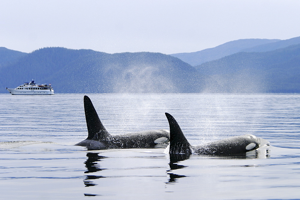 Adult Orca - also called Killer Whale - (Orcinus orca) surfacing near whale watching yacht in the calm waters of Southeast Alaska, USA.