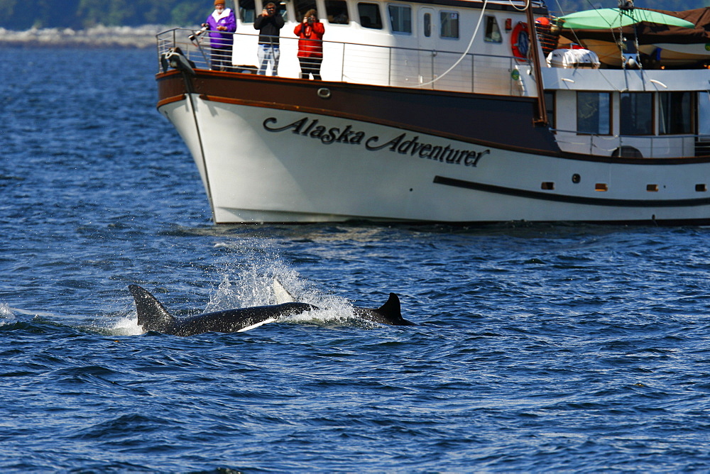 Whalewatchers aboard the "Alaska Adventurer" with a pod of 5 Orcas (Orcinus orca) encountered off Gardner Point on the south end of Admiralty Island, Southeast Alaska