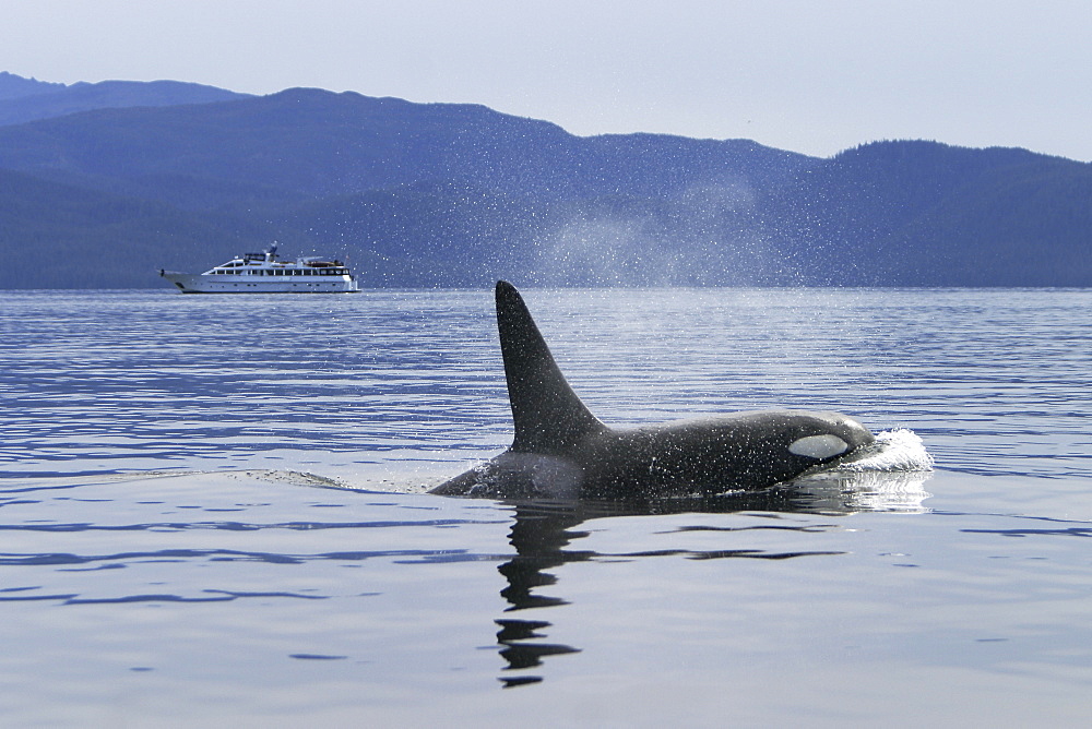 Adult Orca bull - also called Killer Whale - (Orcinus orca) surfacing near whale watching yacht in the calm waters of Southeast Alaska, USA.