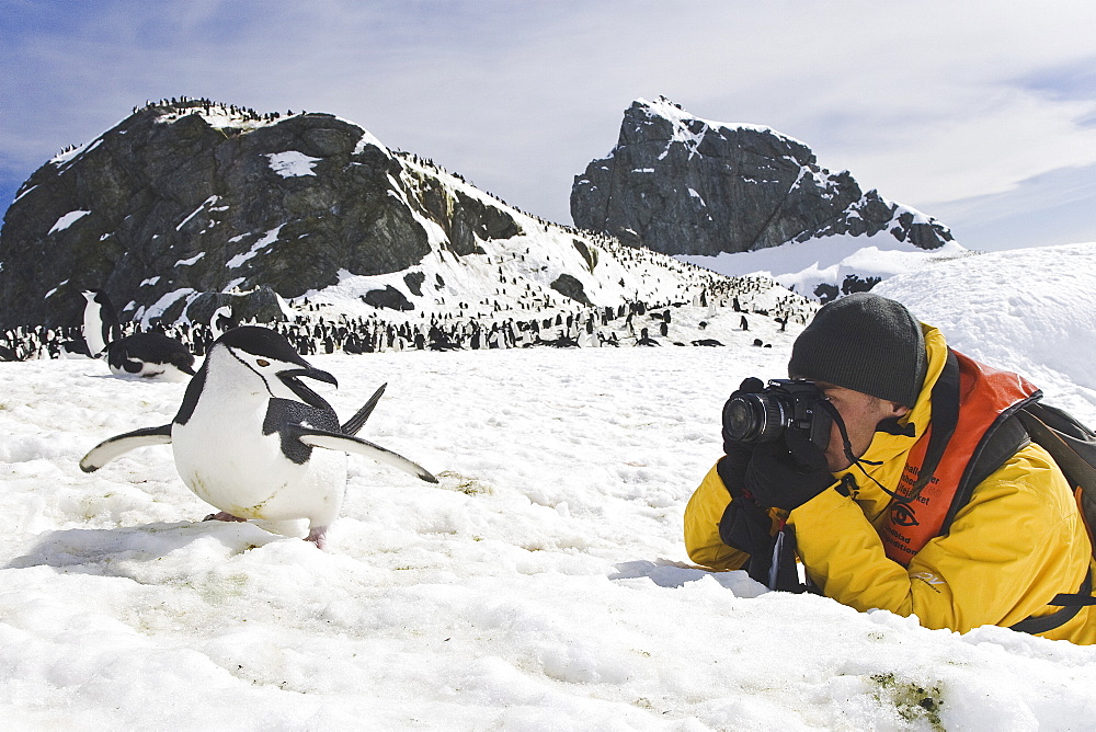 Chinstrap penguin (Pygoscelis antarctica) colony near Point Wild on Elephant Island in the South Shetland Islands