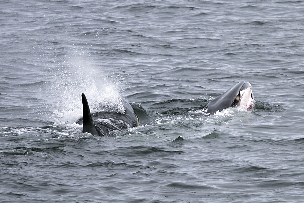 A pod of 6 type "A" Orcas (Orcinus orca) with a freshly killed Minke Whale in Antarctica. No displays after the kill were witnessed.
(Restricted Resolution - please contact us)