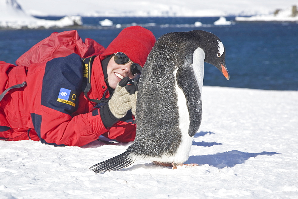 Photographer with an adult gentoo penguin (Pygoscelis papua) on Barrentos Island in the Aitcho Island Group, South Shetland Islands, Antarctica. Southern Ocean