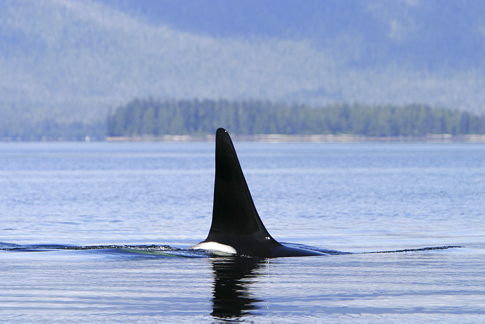 Adult bull Orca - also called Killer Whale - (Orcinus orca) surfacing in the calm waters of Southeast Alaska, USA