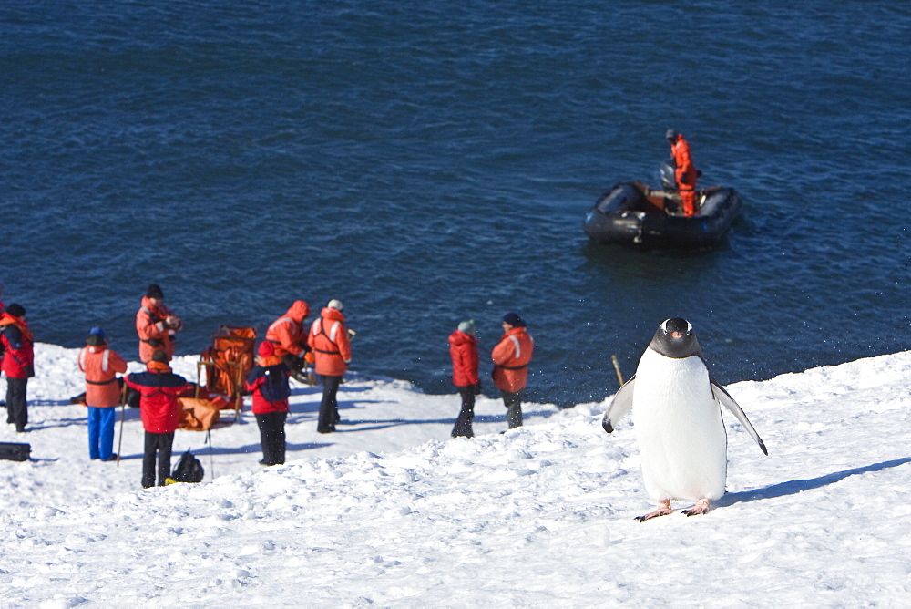 A lone gentoo penguin overlooking the crew of the Lindblad Expedition ship National Geographic Endeavour at work in Antarctica.