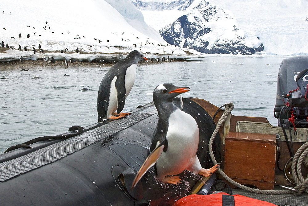 Adult gentoo penguin (Pygoscelis papua) leaping into the Zodiac, much to the surprise of a Lindblad staff member, in Neko Harbour in Andvord Bay, Antarctica