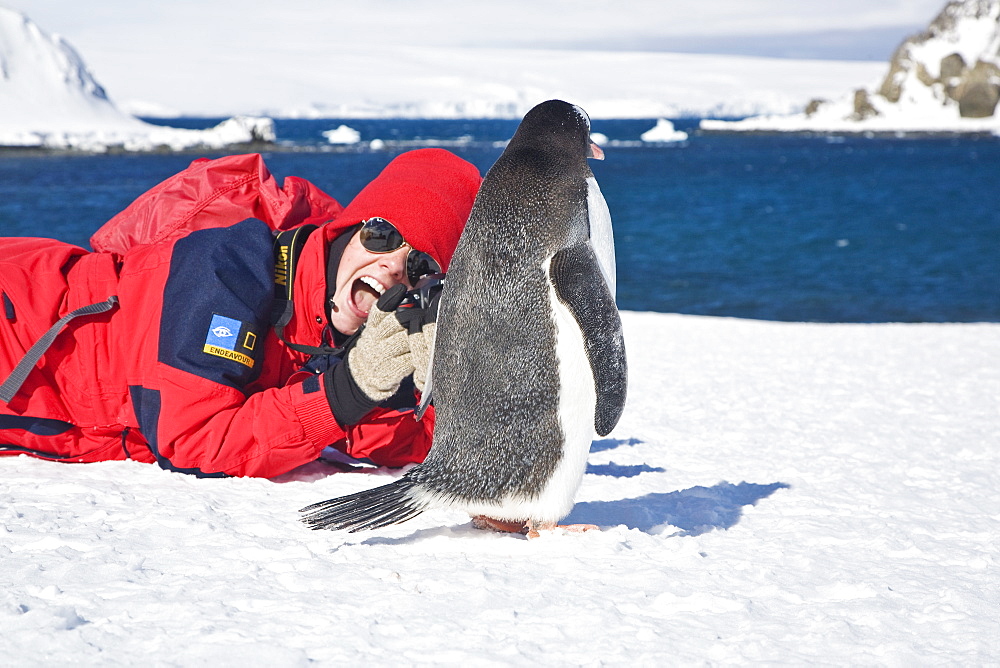 Photographer with an adult gentoo penguin (Pygoscelis papua) on Barrentos Island in the Aitcho Island Group, South Shetland Islands, Antarctica. Southern Ocean