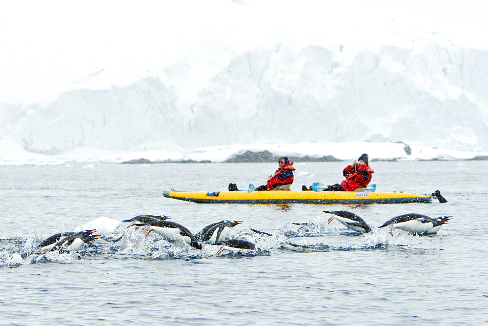 Adult gentoo penguins (Pygoscelis papua) porpoising amongst kayakers near Cuverville Island at the northern end of the Errera Channel in Antarctica. Southern Ocean