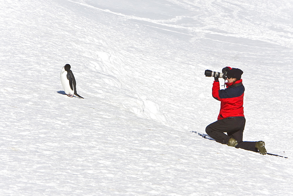 Lindblad Expeditions guest photographing Adelie penguin in Antarctica as part of expedition travel. NO MODEL RELEASES FOR THIS IMAGE.