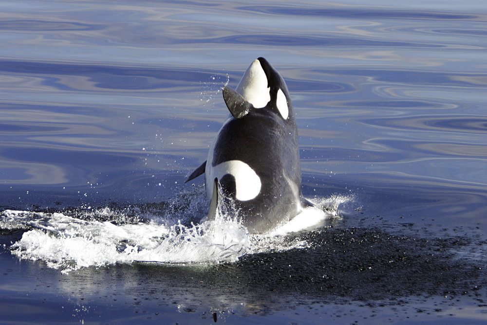 Young Orca (Orcinus orca) breaching in Chatham Strait, southeast Alaska, USA.
(Restricted Resolution - please contact us)