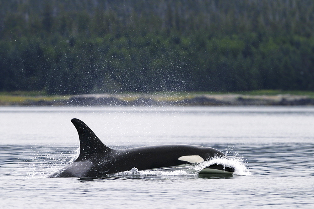 Adult Orca - also called Killer Whale - (Orcinus orca) surfacing in the calm waters of Southeast Alaska, USA. 
(Restricted Resolution - please contact us)