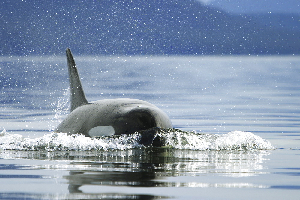 Adult Orca female - also called Killer Whale - (Orcinus orca) surfacing near whale watching yacht in the calm waters of Southeast Alaska, USA.
(Restricted Resolution - please contact us)