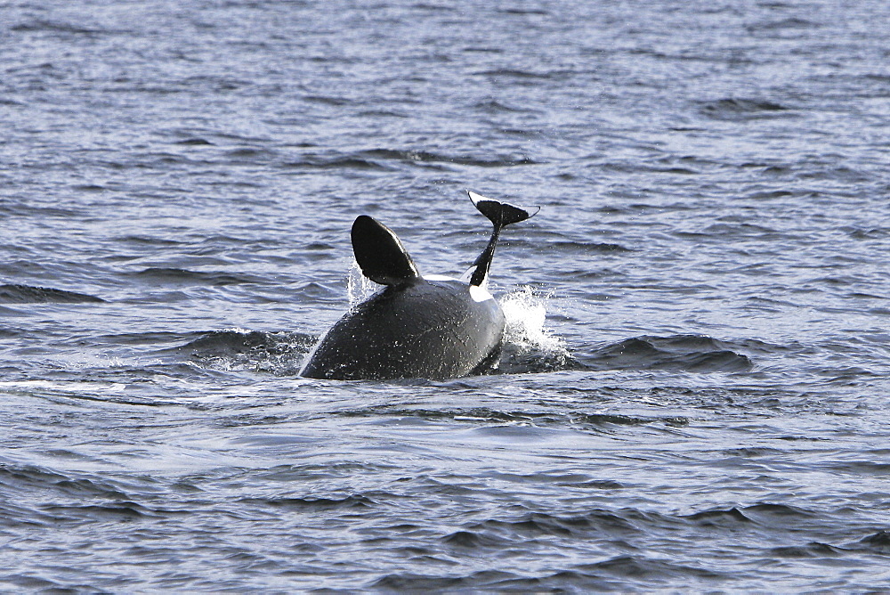 The actual moment of take for a group of five transient Orca (Orcinus orca) that chased, killed, and then ate a single female Dall's porpoise (Phocoenoides dalli) in Icy Strait, Alaska, USA