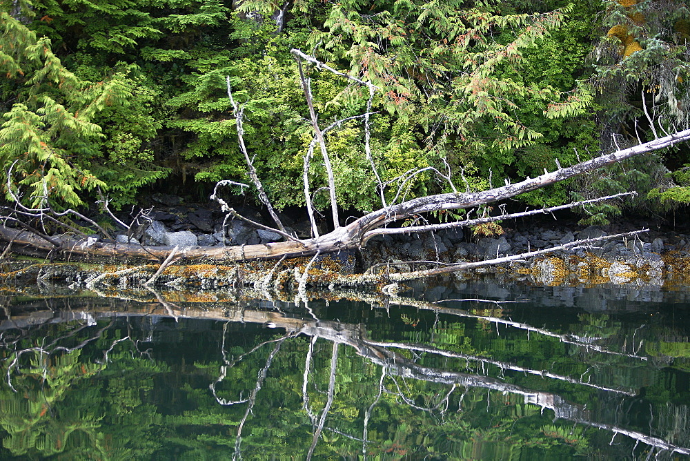 Rocky shoreline with forest reflected in the calm waters of Reid Passage in British Columbia, Canada.