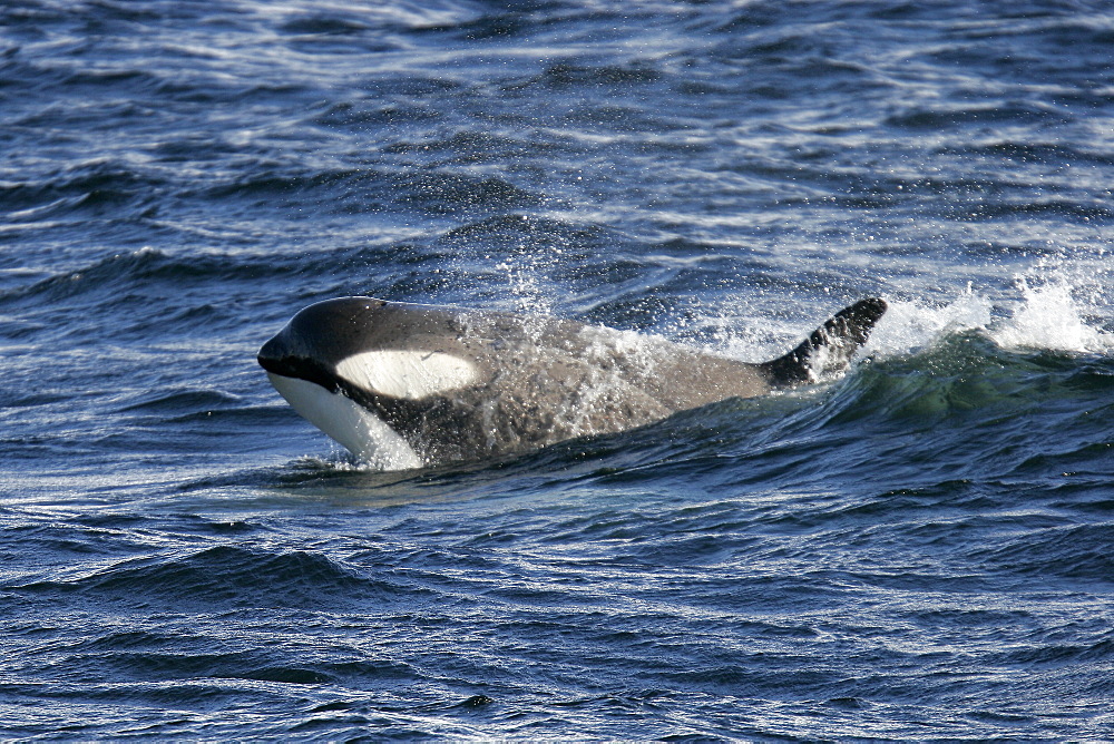 A possible new species of Orca (with a proposed new scientific name of Orcinus nanus) traveling in the Lemaire Strait, Antarctica