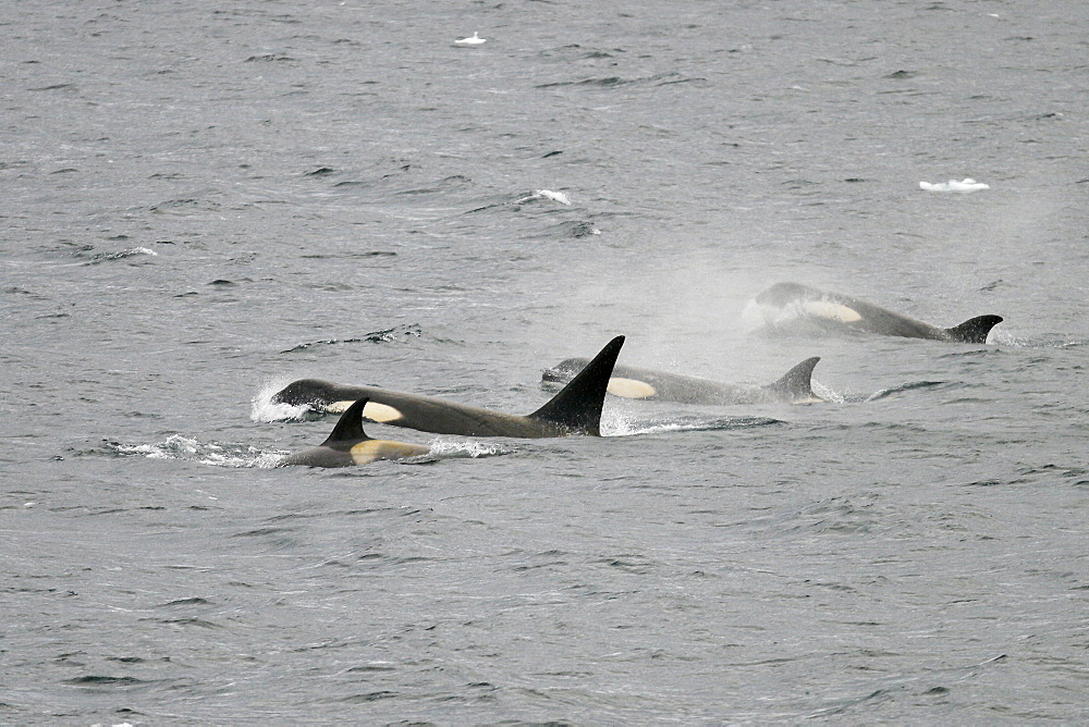 A possible new species of Orca (Killer Whale) called "Type B"  Orca (with a proposed new scientific name of Orcinus nanus) traveling in the Lemaire Strait, Antarctica