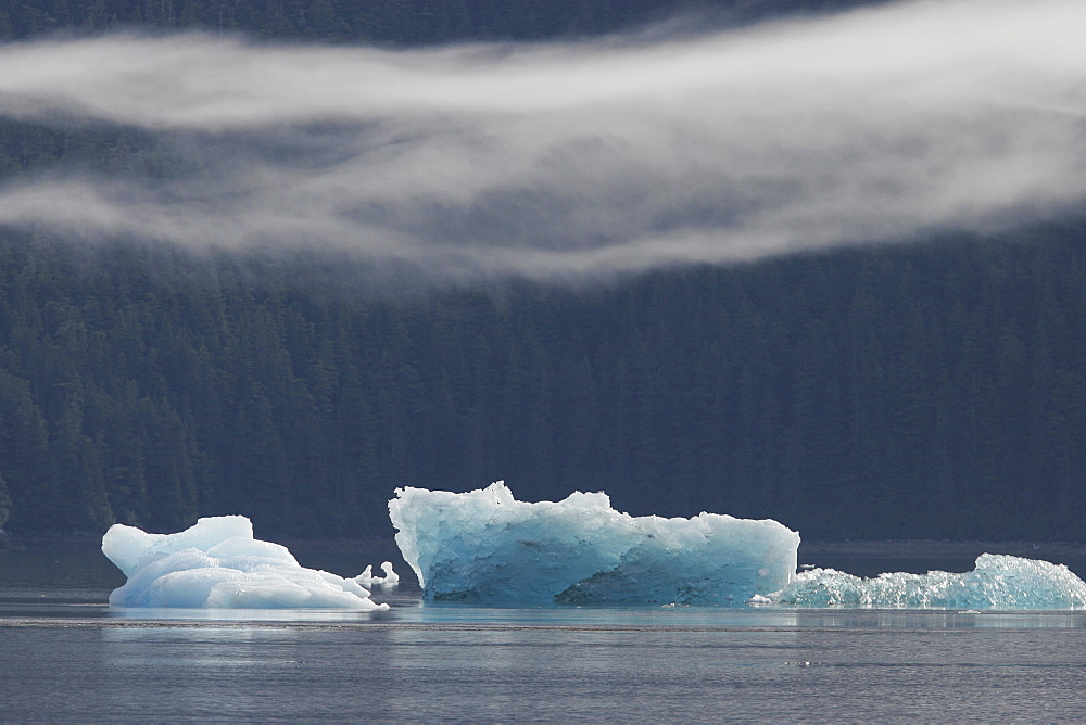 Icebergs and bergy bits that have calved off the Sawyer tidewater Glacier in Tracy Arm, Southeast Alaska, USA.