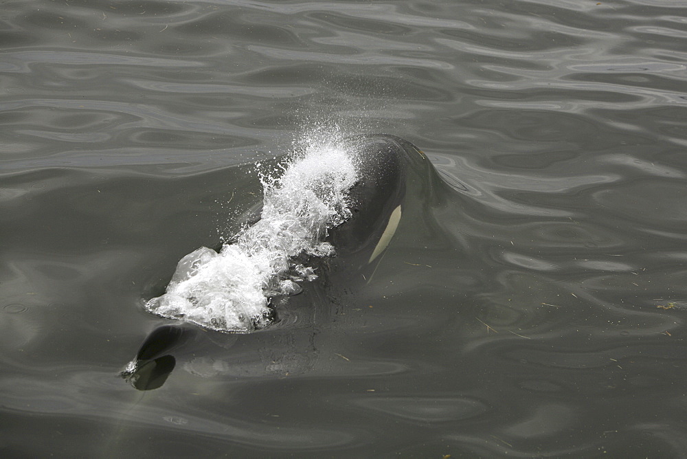 Detail of an adult Orca surfacing from a pod of 6 Orcas (Orcinus orca) encountered off Sail Island and followed until McDonald Rocks in Frederick Sound, Southeast Alaska