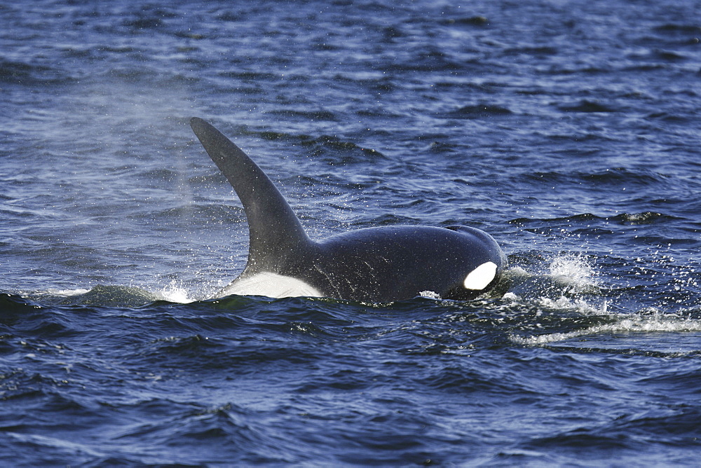 An adult bull surfacing from a pod of 5 Orcas (Orcinus orca) encountered off Gardner Point on the south end of Admiralty Island, Southeast Alaska