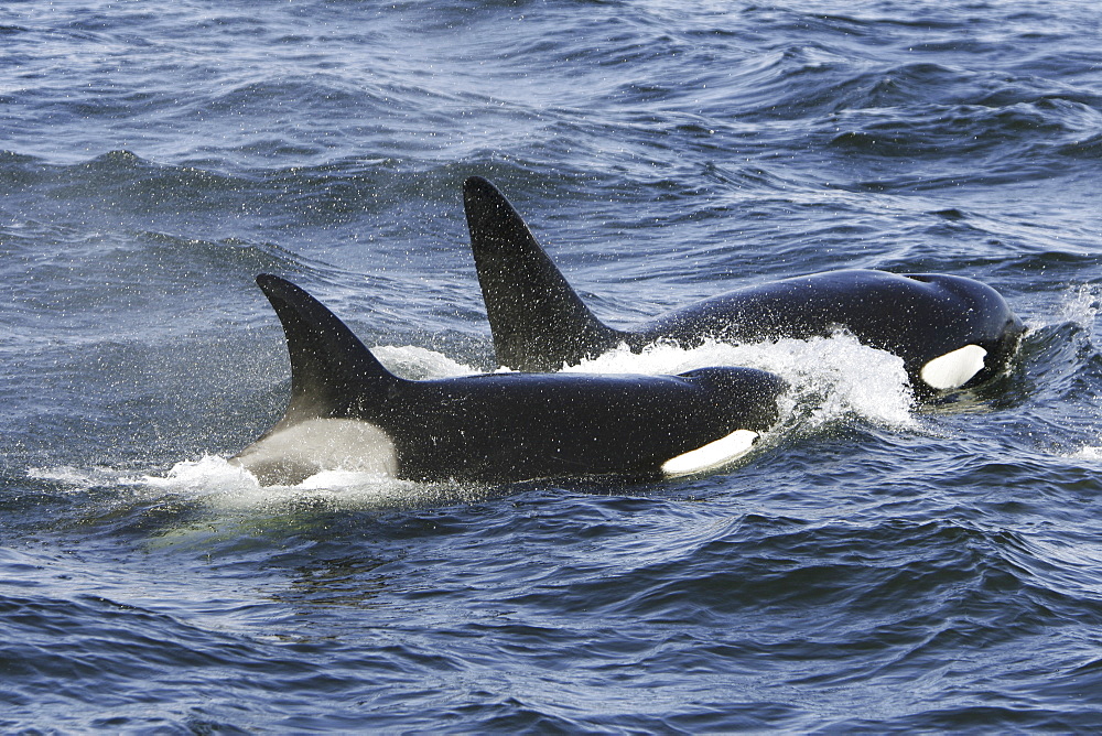 A pod of 5 Orcas (Orcinus orca) encountered off Gardner Point on the south end of Admiralty Island, Southeast Alaska