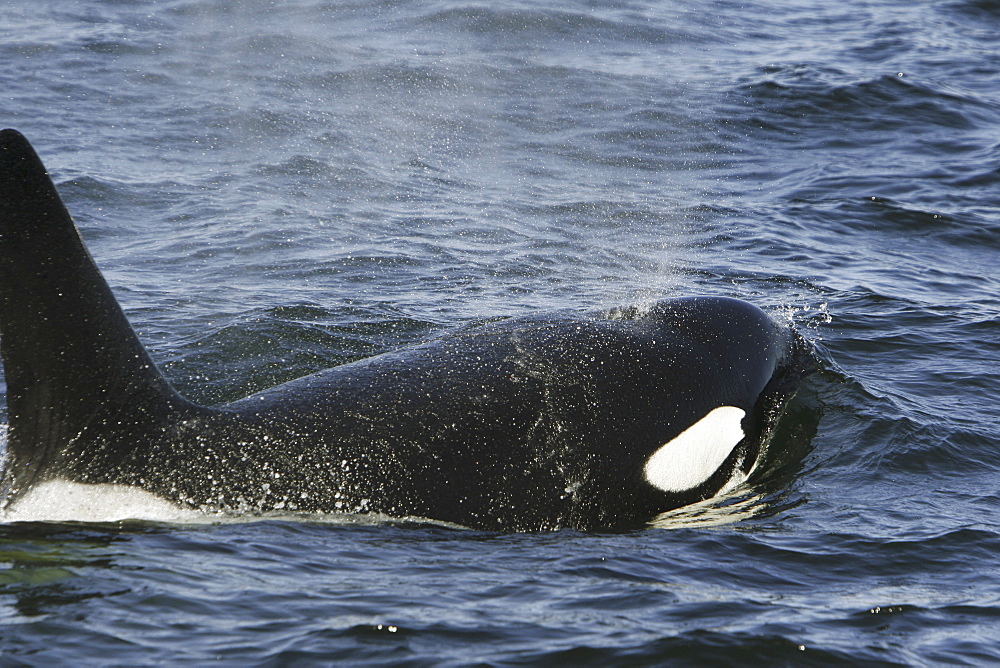 An adult bull surfacing from a pod of 5 Orcas (Orcinus orca) encountered off Gardner Point on the south end of Admiralty Island, Southeast Alaska