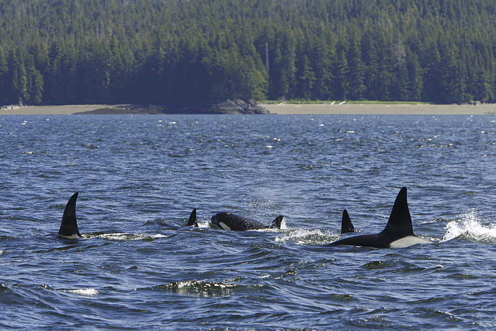 A pod of 5 Orcas (Orcinus orca) encountered off Gardner Point on the south end of Admiralty Island, Southeast Alaska