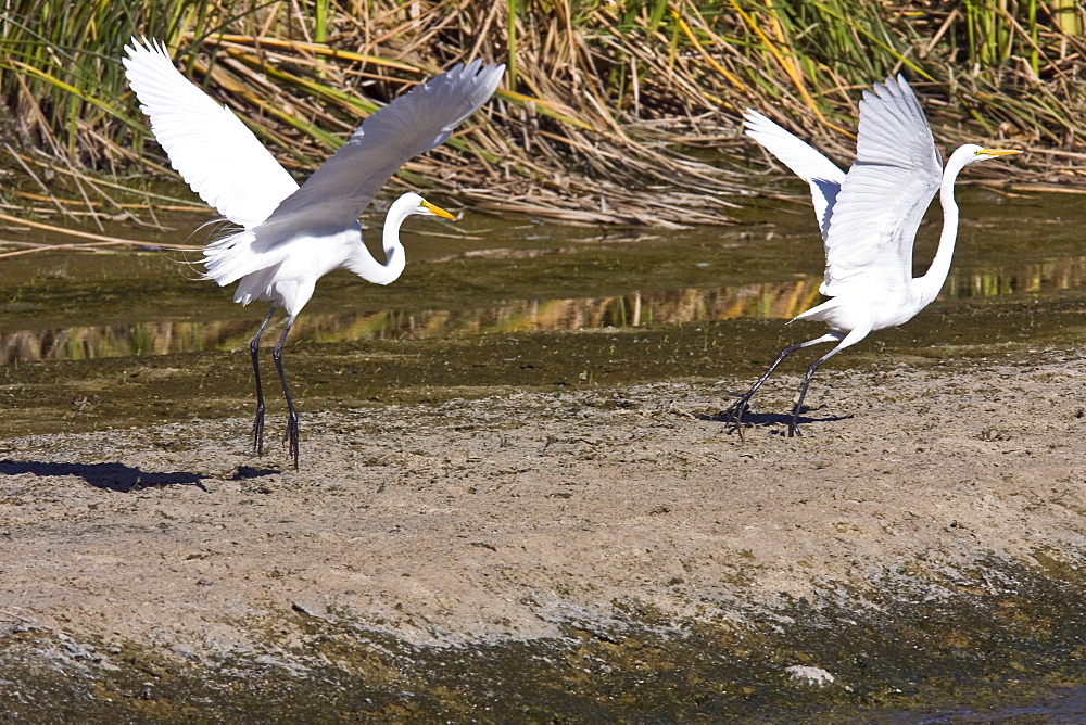 Adult Great Egret (Ardea alba) in courtship display near San Jose del Cabo, Baja California Sur, Mexico.