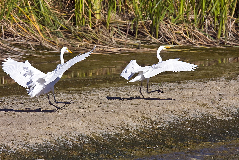 Adult Great Egret (Ardea alba) in courtship display near San Jose del Cabo, Baja California Sur, Mexico.