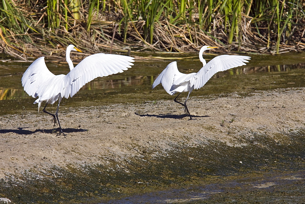 Adult Great Egret (Ardea alba) in courtship display near San Jose del Cabo, Baja California Sur, Mexico.