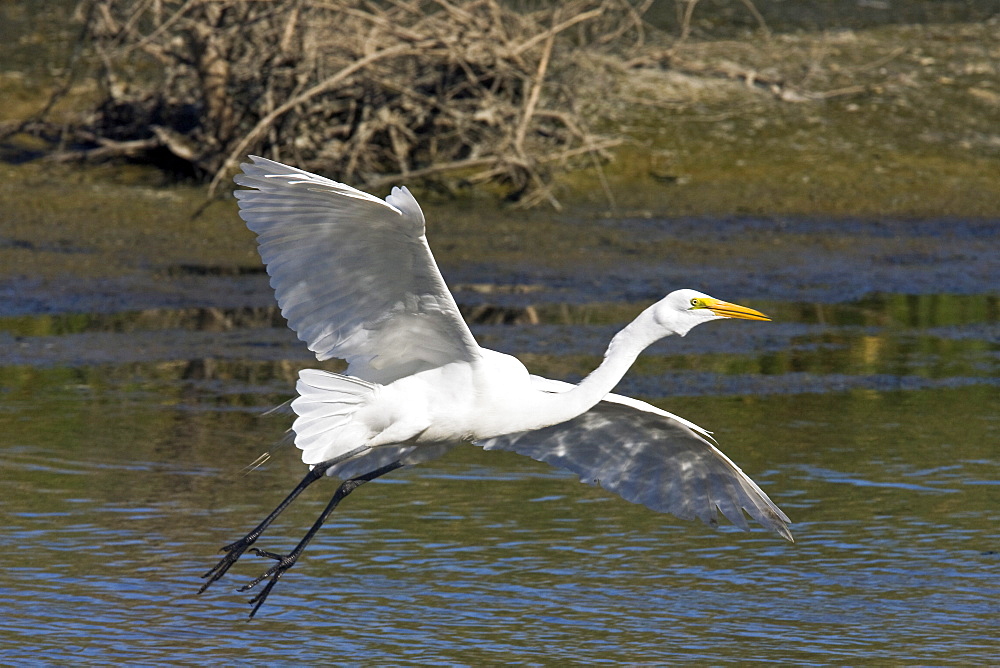 Adult Great Egret (Ardea alba) in courtship display near San Jose del Cabo, Baja California Sur, Mexico.