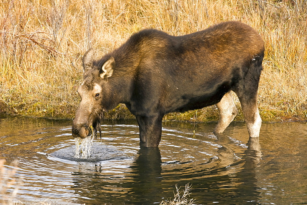 Moose (Alces alces shirasi) near the Gros Ventre river just outside of Grand Teton National Park, Wyoming, USA. The moose is actually the largest member of the deer family.