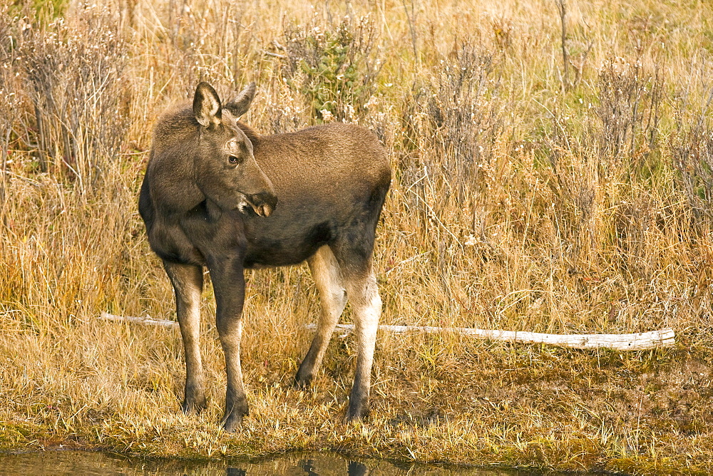 Moose (Alces alces shirasi) near the Gros Ventre river just outside of Grand Teton National Park, Wyoming, USA. The moose is actually the largest member of the deer family.