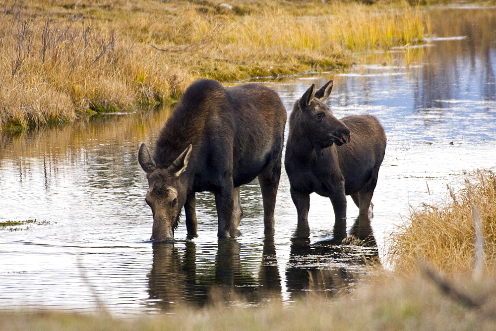 Cow and calf moose (Alces alces shirasi) feeding near the Gros Ventre river just outside of Grand Teton National Park, Wyoming, USA. The moose is actually the largest member of the deer family.