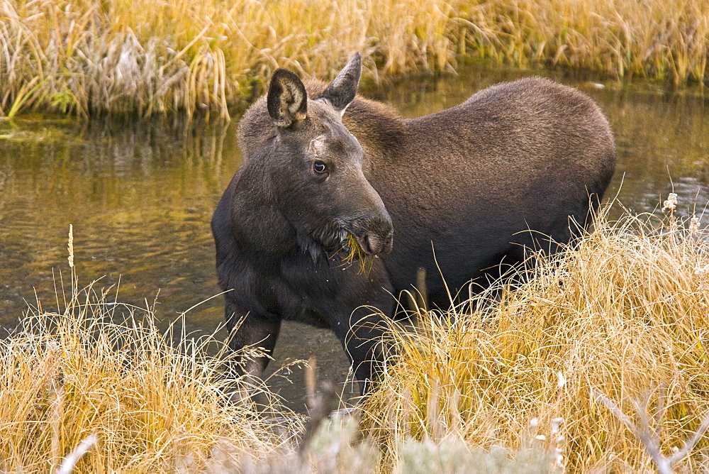 Moose (Alces alces shirasi) near the Gros Ventre river just outside of Grand Teton National Park, Wyoming, USA. The moose is actually the largest member of the deer family.