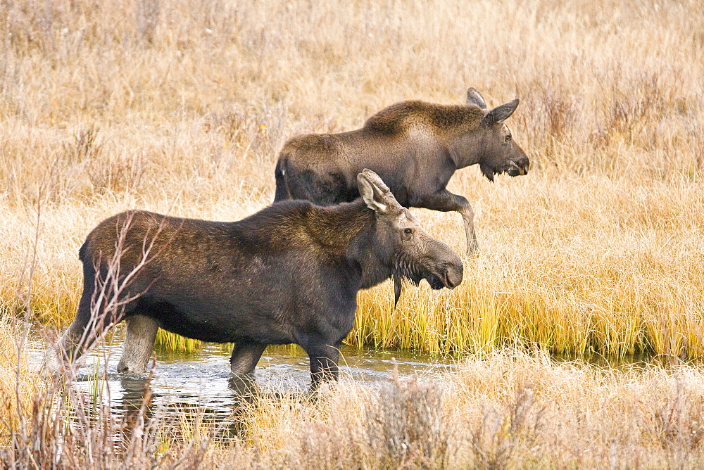 Cow and calf moose (Alces alces shirasi) feeding near the Gros Ventre river just outside of Grand Teton National Park, Wyoming, USA. The moose is actually the largest member of the deer family.