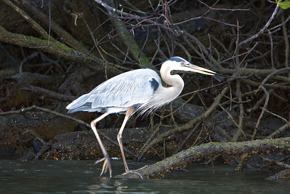 Adult Great Blue Heron (Andea herodias) among the mangrove roots in Magdalena Bay, Isla Magdalena, Baja California Sur, Mexico.