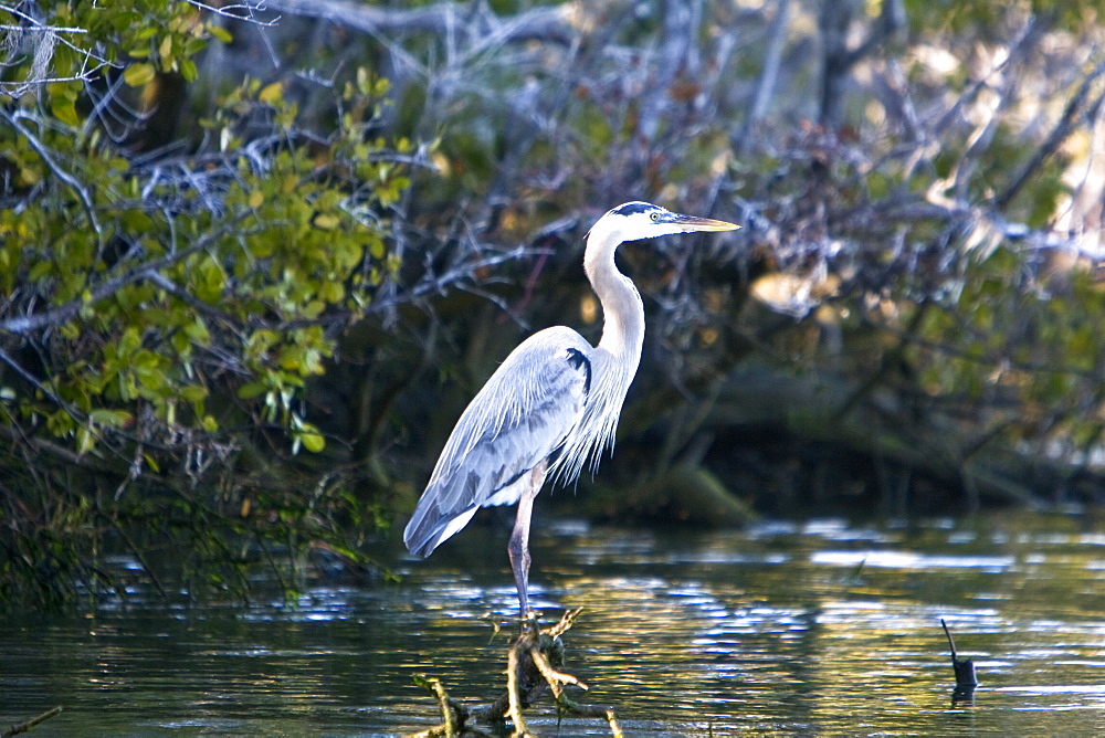 Adult Great Blue Heron (Andea herodias) among the mangrove roots in Magdalena Bay, Isla Magdalena, Baja California Sur, Mexico.