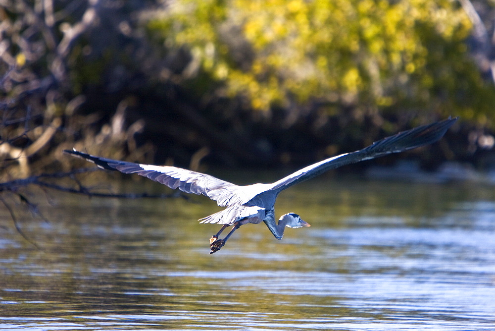 Adult Great Blue Heron (Andea herodias) among the mangrove roots in Magdalena Bay, Isla Magdalena, Baja California Sur, Mexico.