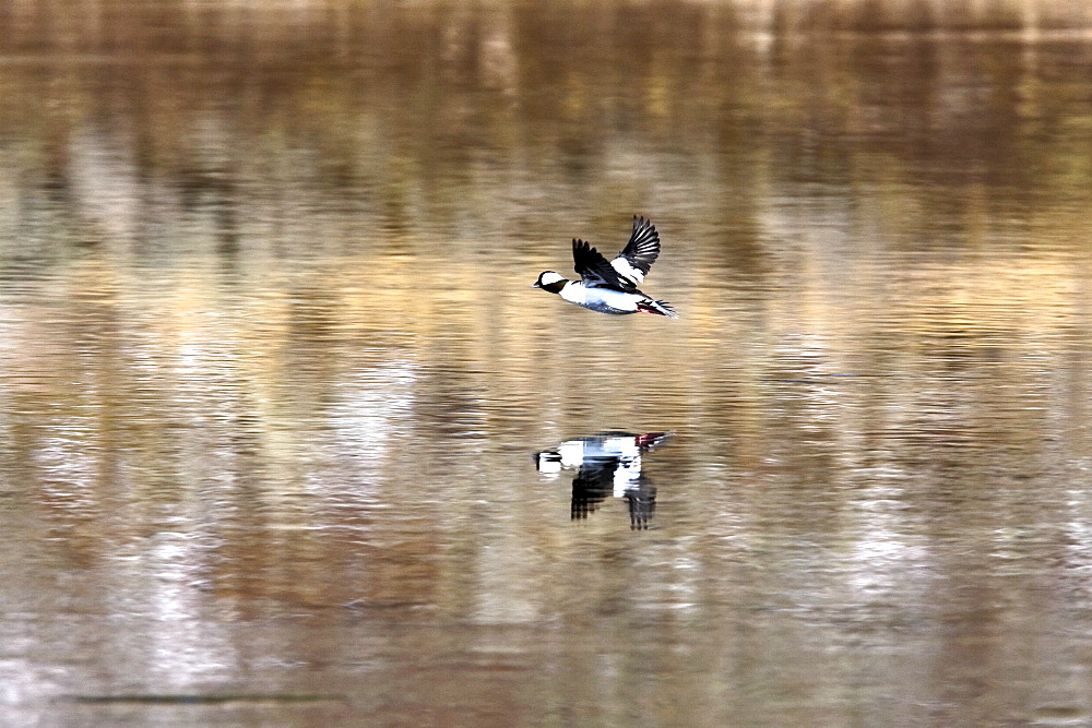 Adult male bufflehead (Bucephala albeola) in breeding plumage on the wing over the Yellowstone River in Yellowstone National Park, Wyoming, USA.