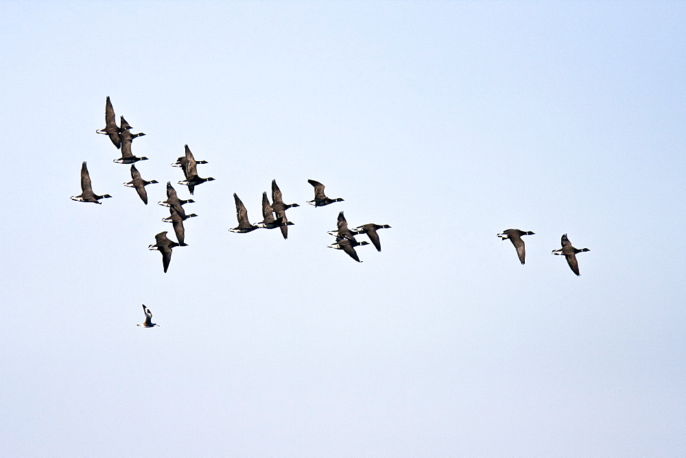 A flock of adult brant (Branta bernicla) on the wing in Hull Canal between the Baja California peninsula and Isla Magdalena, Baja California Sur, Mexico.