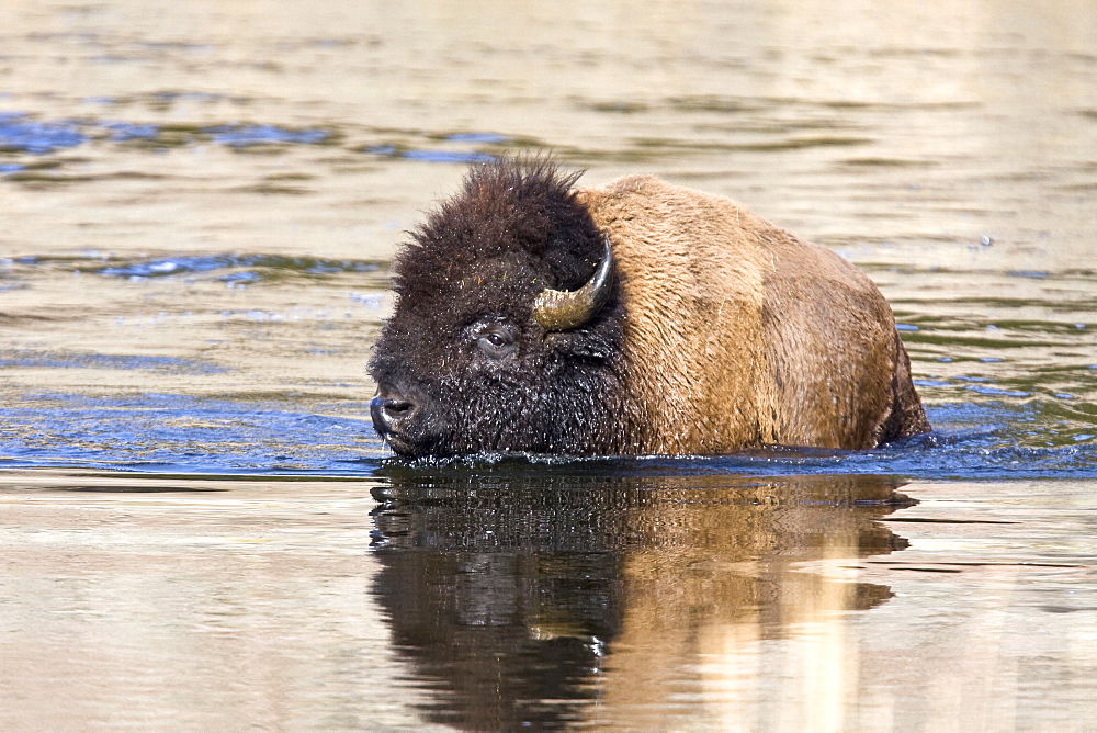 Buffalo (Bison bison) herd crossing the Yellowstone River in Yellowstone National Park, Wyoming, USA.